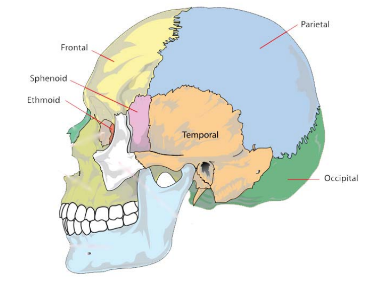 Visual memory and trunk